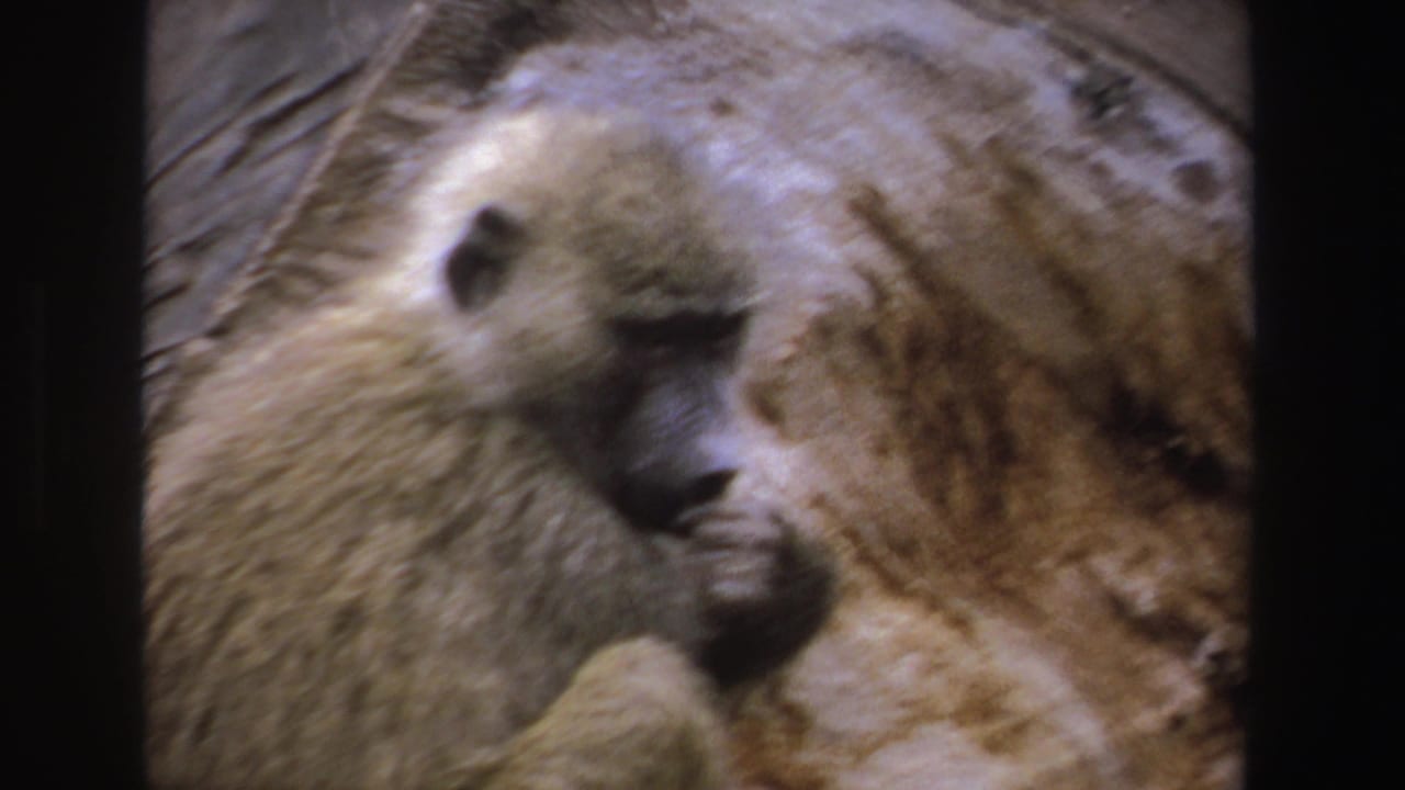 1969 South Africa 8mm frame showing a light brown baboon with a dark muzzle grooming on textured rock.