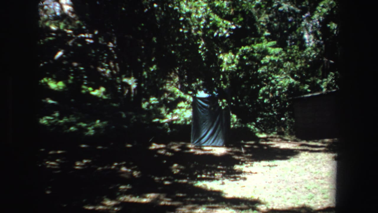 Sunlit forest clearing with a blue tarp shelter among trees.