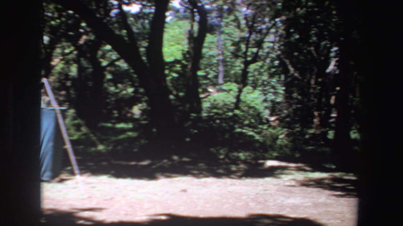 Forest clearing with part of a blue tarp shelter near center-left.
