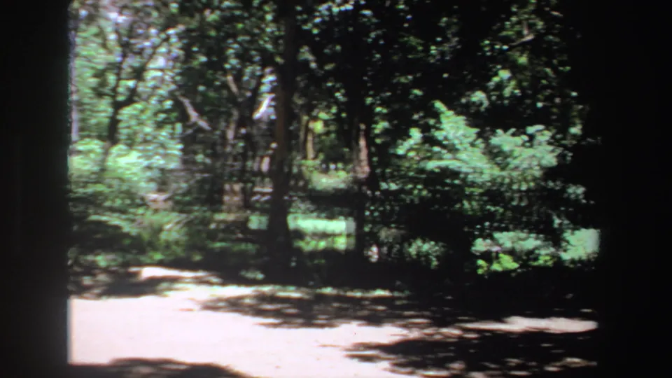 1969 South Africa 8mm frame looking across a shaded forest clearing with dense greenery and no visible people.