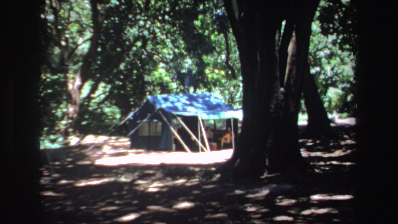 Tent among large forest trees with dappled sunlight on the ground.