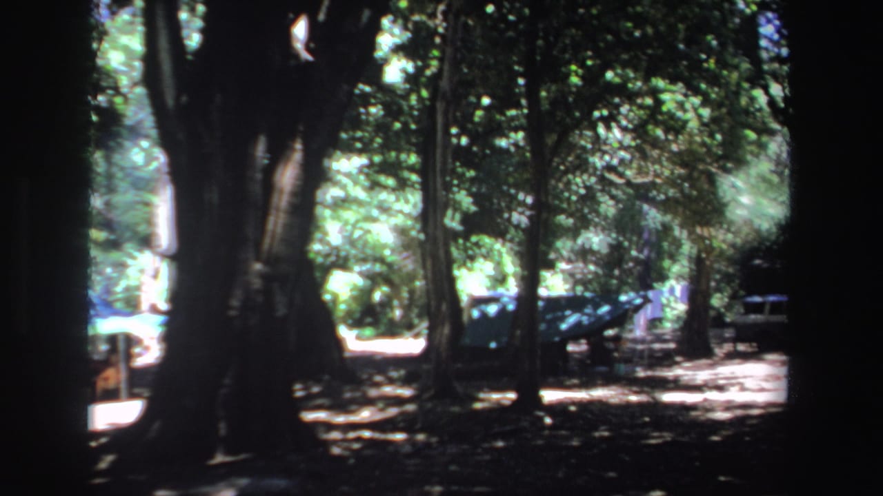 Tree trunks frame a shaded forest clearing with parked cars partly visible beyond.