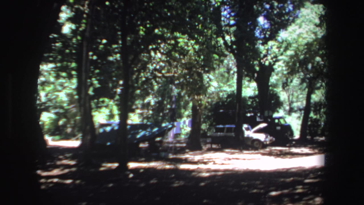 Parked cars sit beneath trees in a bright forest clearing.