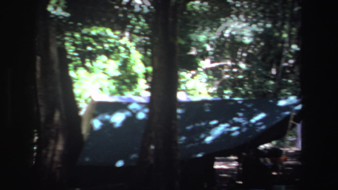 Tent roof partly hidden by dark tree trunks and bright foliage.