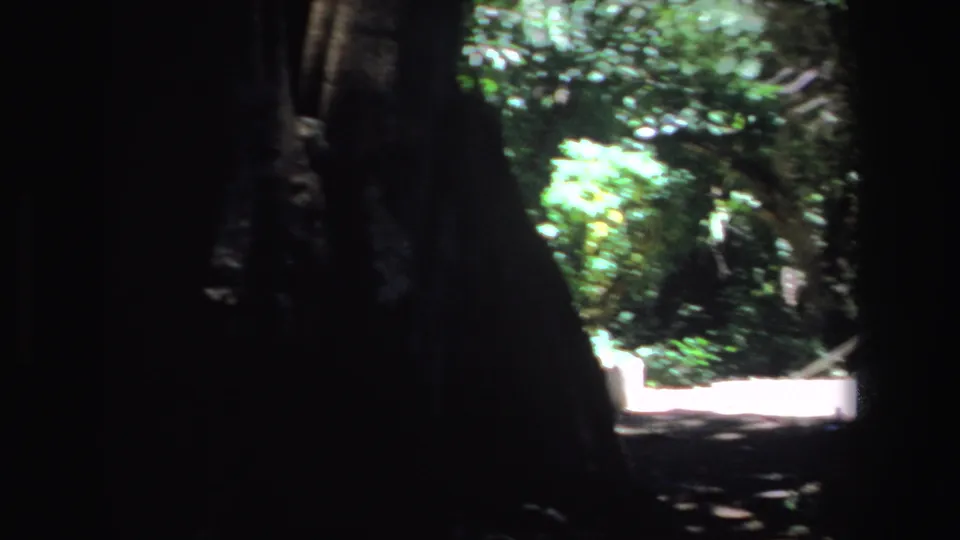1969 South Africa 8mm frame looking past dark tree trunks toward a bright clearing in a wooded campsite.