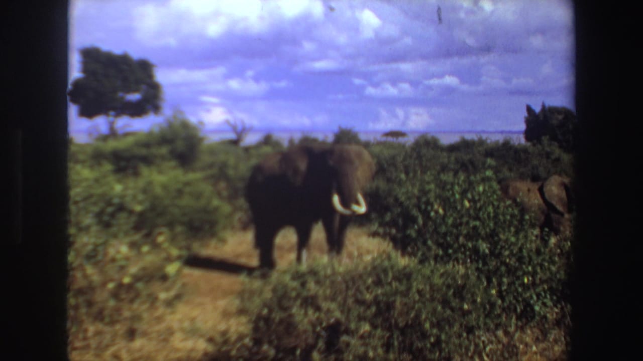 Elephant stands among green brush beneath a cloudy sky.