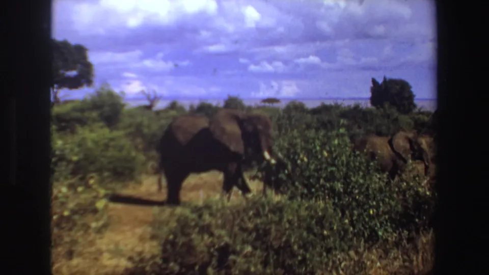 1969 South Africa 8mm safari frame with a tusked elephant moving near dense green brush under a cloudy sky.