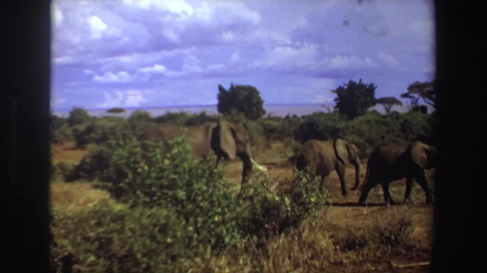 1969 South Africa safari frame showing multiple elephants moving through brush and open grassland beneath a cloud-filled sky.