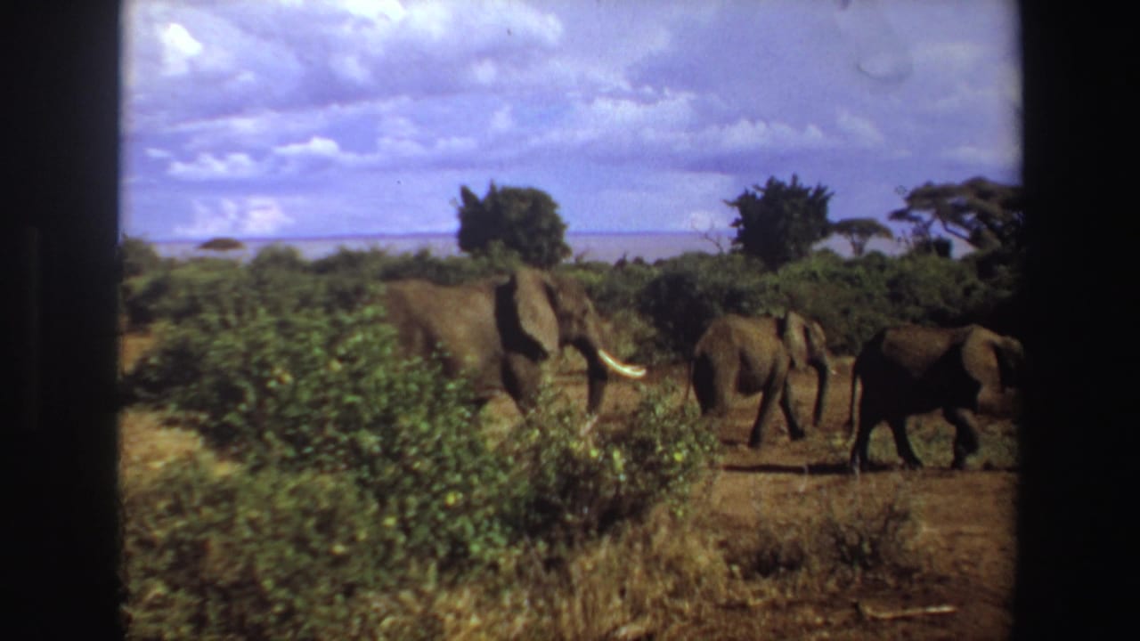 1969 South Africa 8mm frame showing three elephants moving across dry savanna, with one tusked adult near green shrubs.