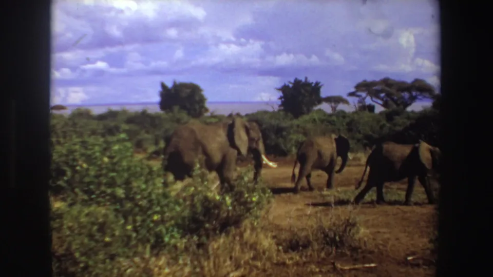 1969 South Africa 8mm frame with a small elephant herd walking across open savanna, bordered by dark film edges.