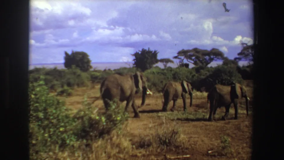 1969 South Africa 8mm frame showing three elephants from behind as they walk away through dry grass and shrubs.
