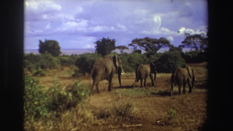1969 South Africa 8mm frame of three elephants receding across open savanna beneath a bright cloudy sky.