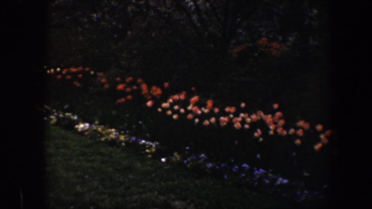 Curved bed of red flowers along a shaded green lawn.