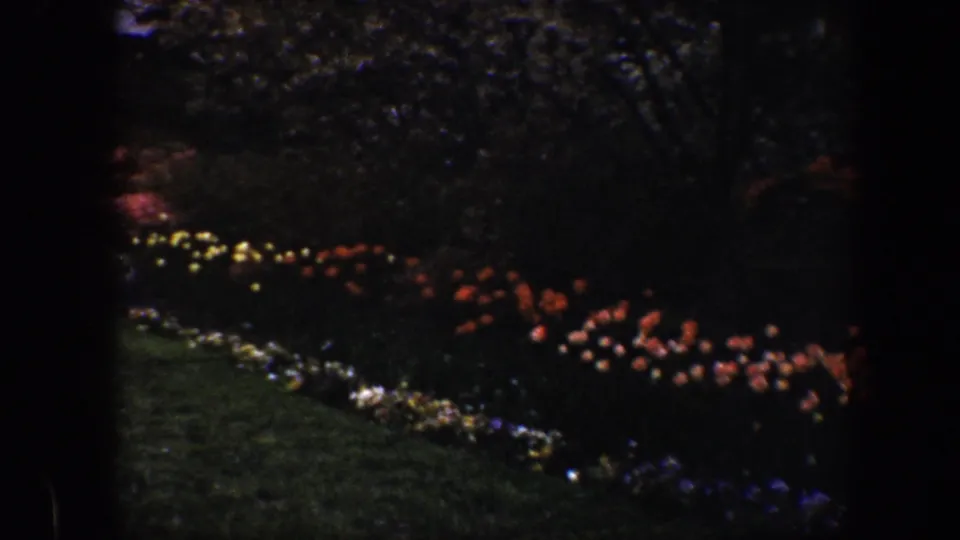 1960 Baltimore home-movie still of red, yellow, and pale flowers arranged beside a green lawn.