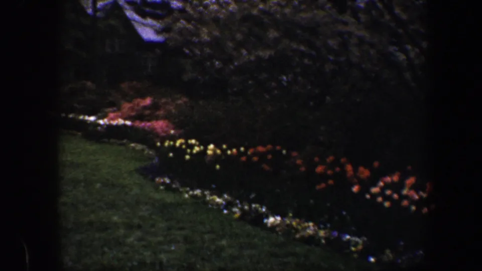 1960 Baltimore garden frame showing red and yellow blooms, a green lawn edge, and shaded planting beds.