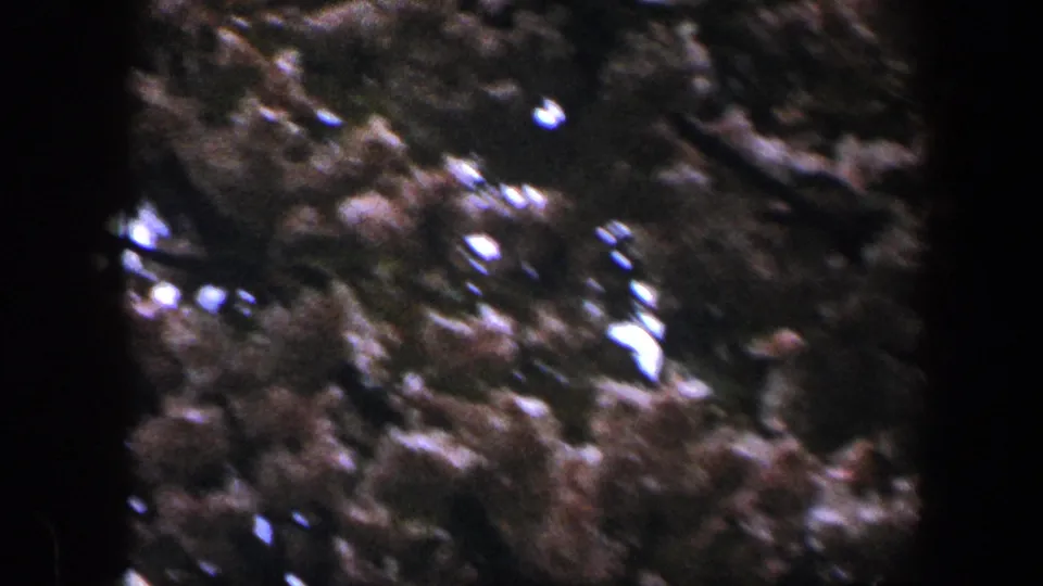 1960 Baltimore home-movie view of dense blossoms and leaves, with handheld framing and bright sky behind them.