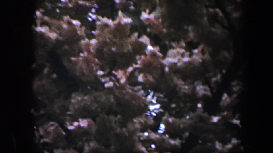 1960 Baltimore 8mm still of pink blossoms clustered among leafy branches, softened by motion and film grain.