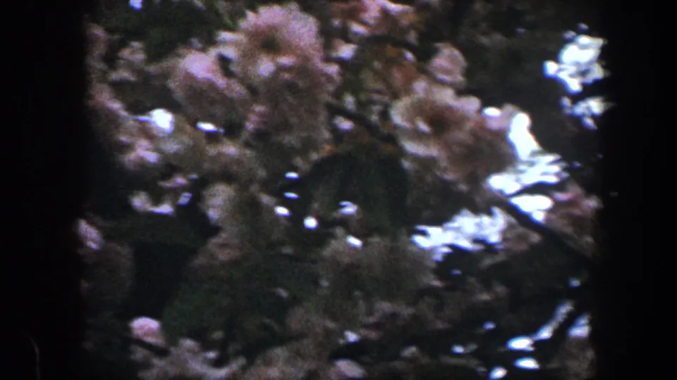 1960 Baltimore frame showing blossoms, leaves, and bright sky highlights through a dark, grainy 8mm exposure.