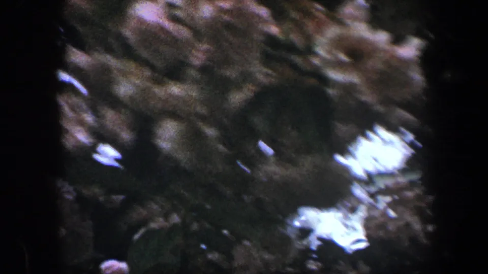 1960 8mm Baltimore home-movie frame showing pale blossoms and leafy garden growth in soft, shadowed focus.