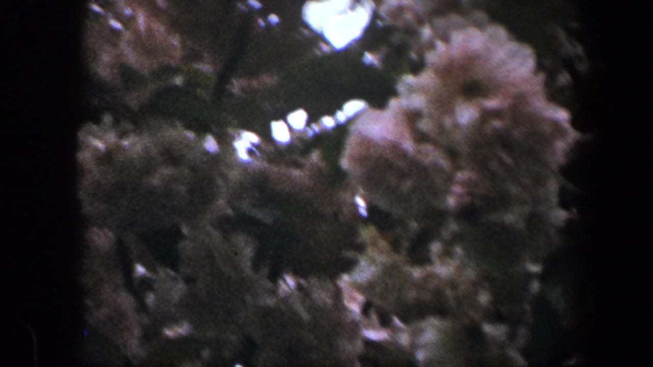 Blurred clusters of flowers and foliage fill the upper garden frame.