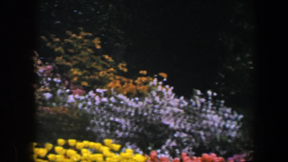 Colorful white, yellow, orange, and pink flowering shrubs fill the frame in a Baltimore garden captured on 8mm film in 1960.