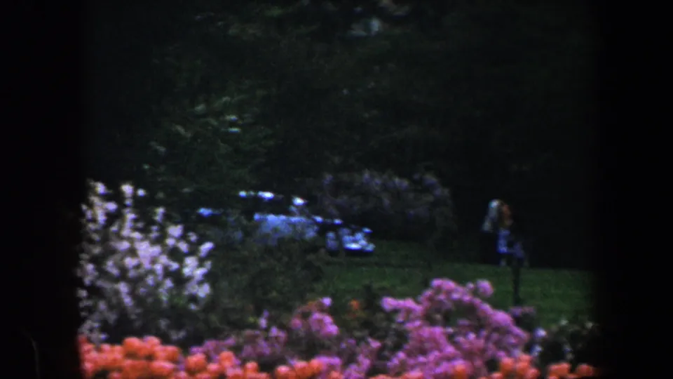 A wider 1960 Baltimore garden view shows pink and white blooms, green lawn, a parked car, and a small distant figure near the right side.