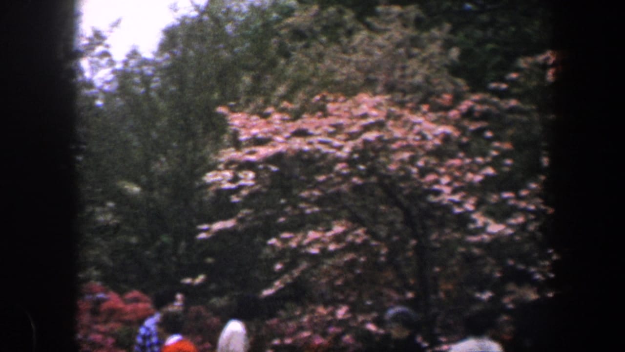 Flowering trees and several people walking through a shaded green area.