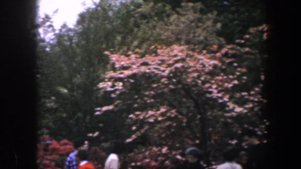 1960 Baltimore park view with people passing under pale blossoms and dense green foliage, filmed in soft-focus 8mm.