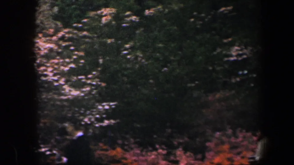 A soft 8mm frame from 1960 Baltimore showing dense foliage, pink blossoms, and a partially visible person in the lower foreground.