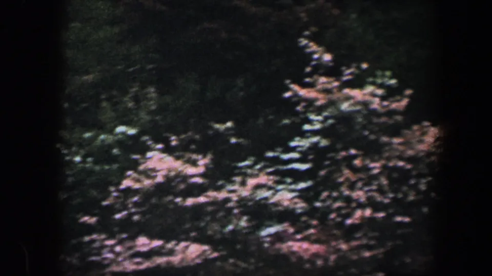 1960 Baltimore home-movie frame showing shaded garden trees, dense foliage, and patches of sunlit leaves.