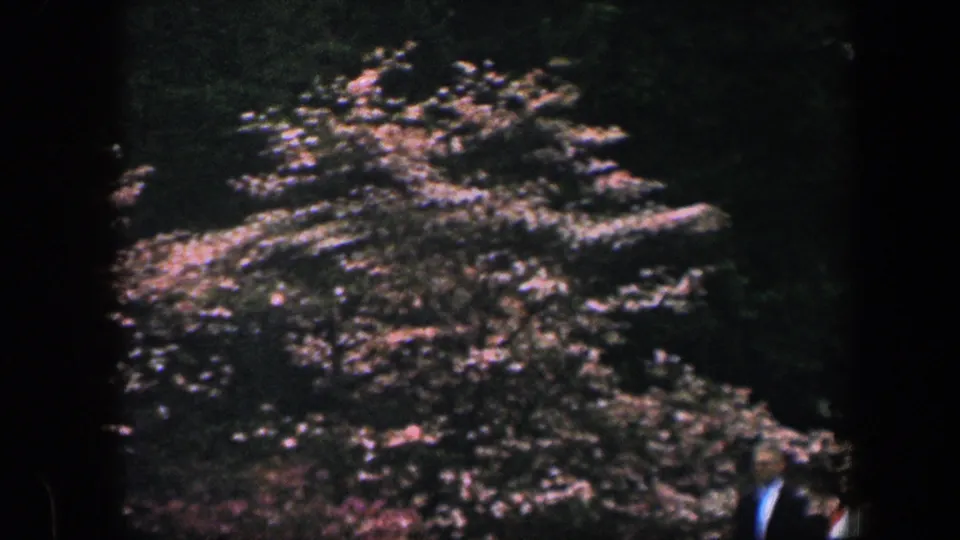 1960 Baltimore garden view with sunlit shrubs and a partial adult visitor visible near the lower right frame edge.