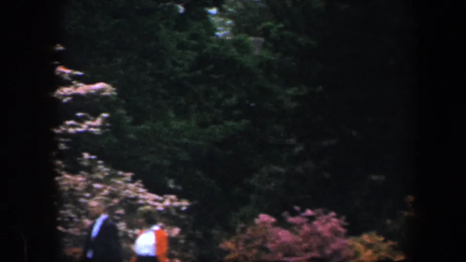 1960 Baltimore public-garden frame with pink flowering shrubs, dark trees, and a partly visible visitor in light clothing.