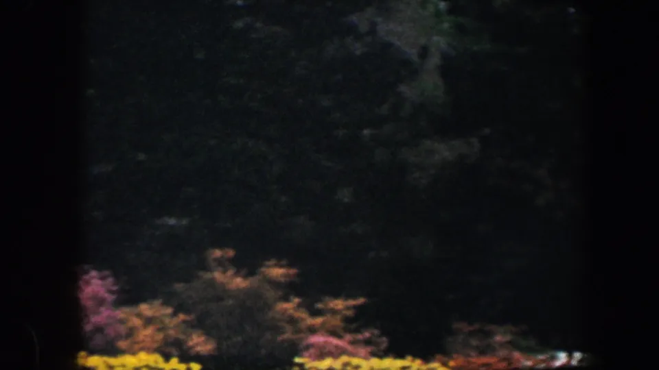 1960 Baltimore garden scene with dark tree shade over pink and yellow flowering shrubs near the bottom of frame.