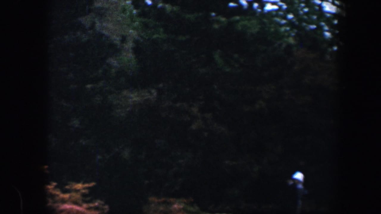 Dark garden view with foliage and a small bright spot near the lower center.