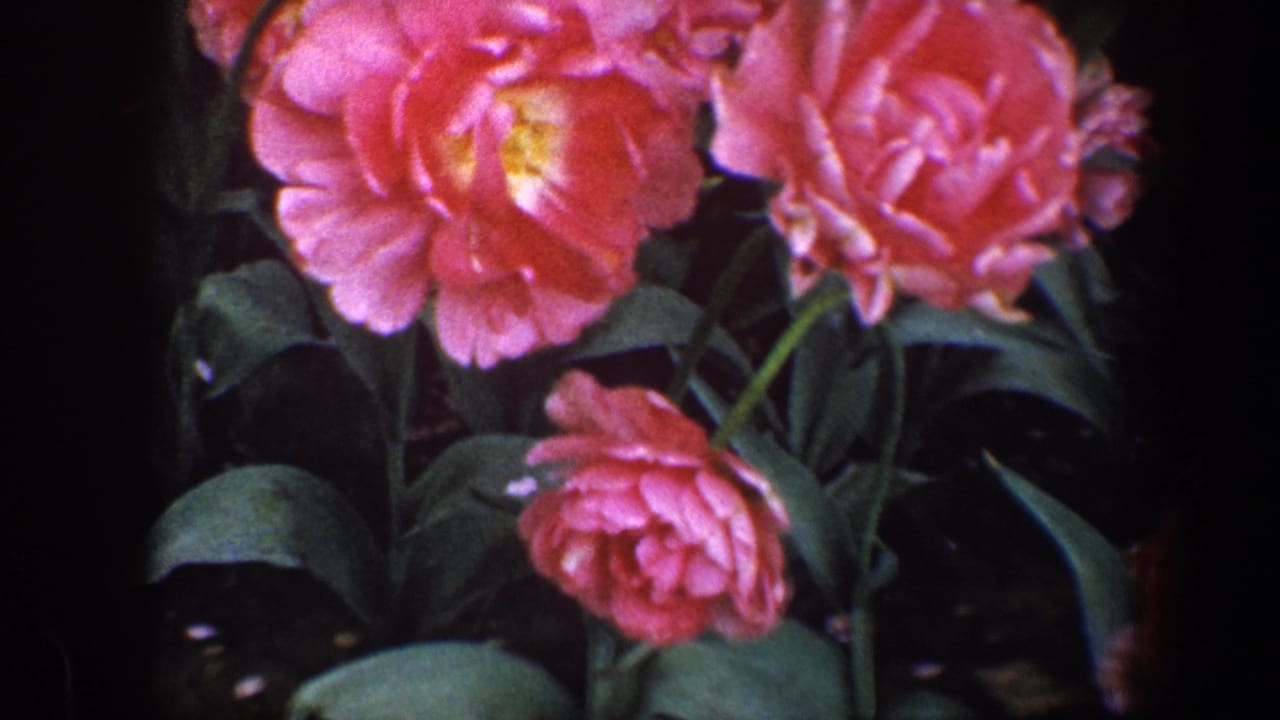 Close-up 1960 Baltimore garden frame with pink layered flowers, yellow centers, green leaves, and dark 8mm film borders.