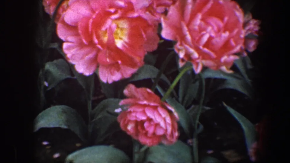 Close-up 1960 Baltimore garden frame with pink layered flowers, yellow centers, green leaves, and dark 8mm film borders.