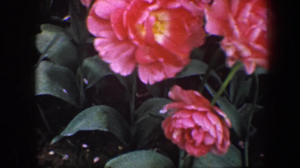 Tightly framed 1960 Baltimore 8mm shot of pink garden blooms with broad leaves, soft focus, and visible film edges.