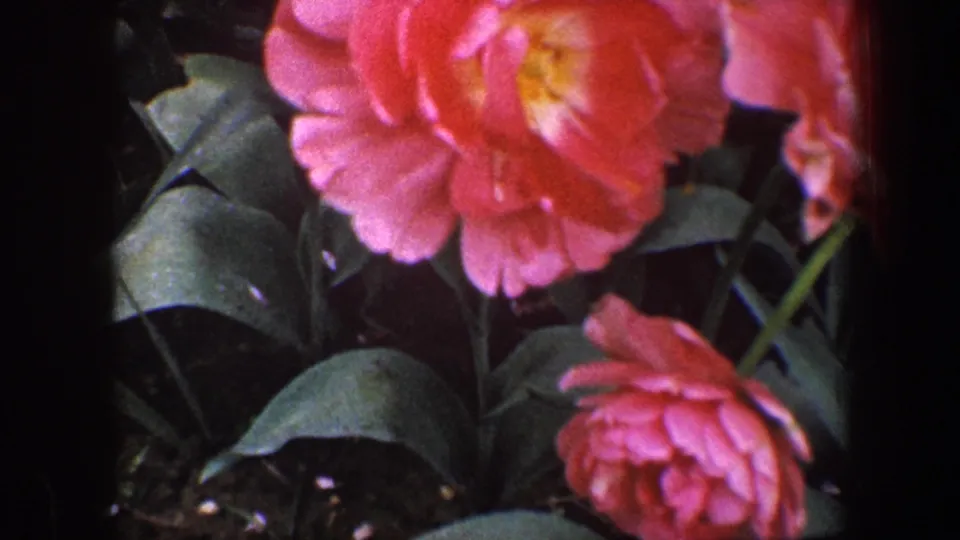 Final 1960 Baltimore garden frame with a large pink blossom, a smaller bloom below it, green leaves, and 8mm border marks.