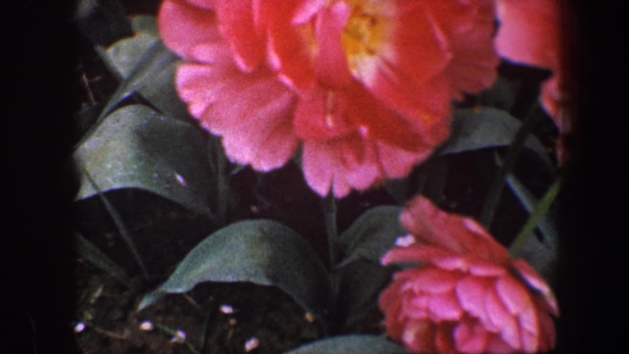 1960 Baltimore 8mm frame showing pink blooming roses with broad green leaves in a shaded garden bed.