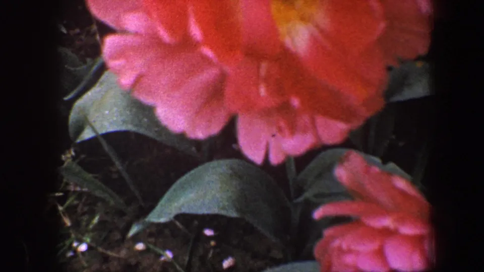 Close 8mm view of pink roses and leafy garden growth, with soft focus and saturated color from the 1960 Baltimore clip.