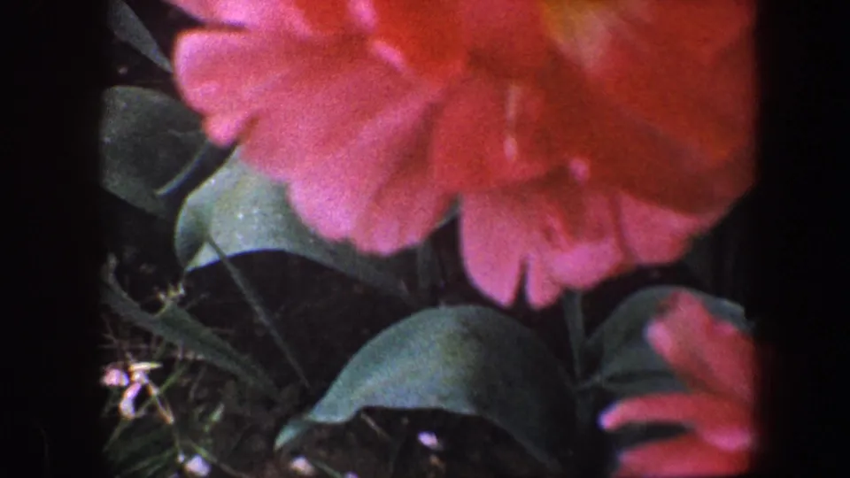 Soft handheld 8mm close-up of a large pink rose over green leaves in the Baltimore garden footage.