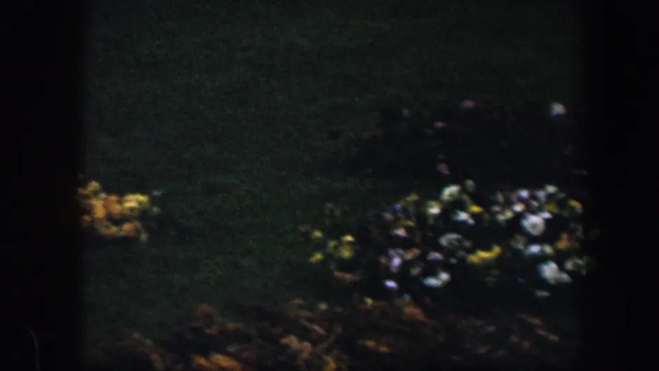 1960 Baltimore 8mm frame showing yellow flowers at left and a larger mixed flowerbed across a dark lawn.