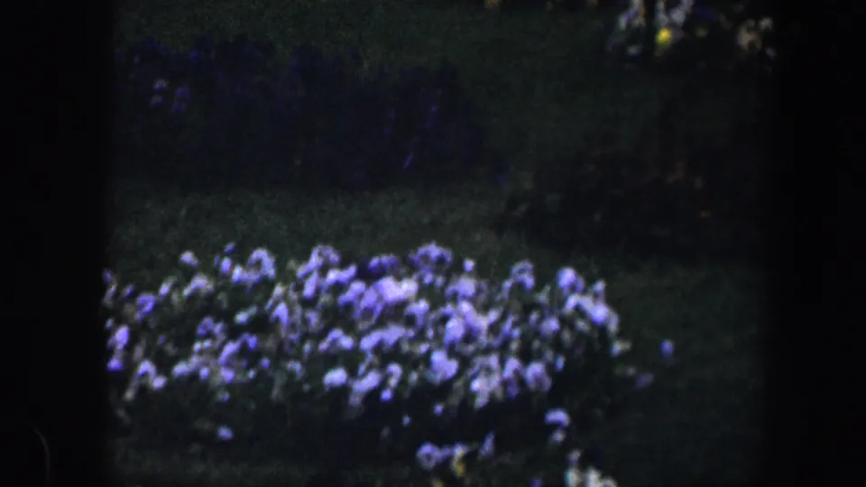 1960 Baltimore garden frame with a low bed of purple and pale flowers and darker flower clusters behind it.