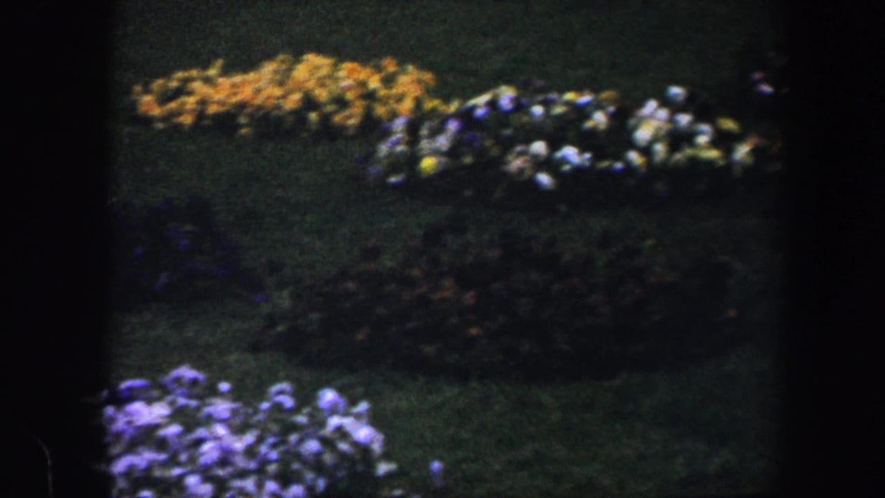 Purple, yellow, and white flowerbeds arranged on a dark green lawn.