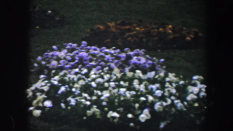 Soft 8mm frame of purple and white flowerbeds in a Baltimore garden, with darker blooms behind them.