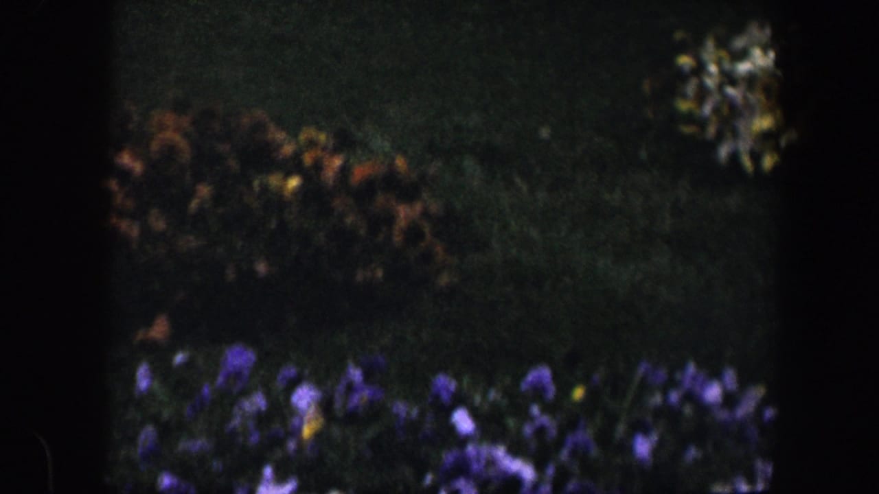 Purple pansies and other flowers in a dim garden bed on dark grass.