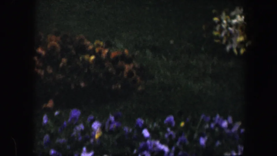 1960 8mm home-movie frame from Baltimore showing purple pansies and mixed flowers in a shaded garden bed.
