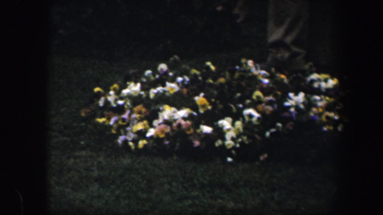 A low cluster of pale and yellow flowers on a dark green lawn.
