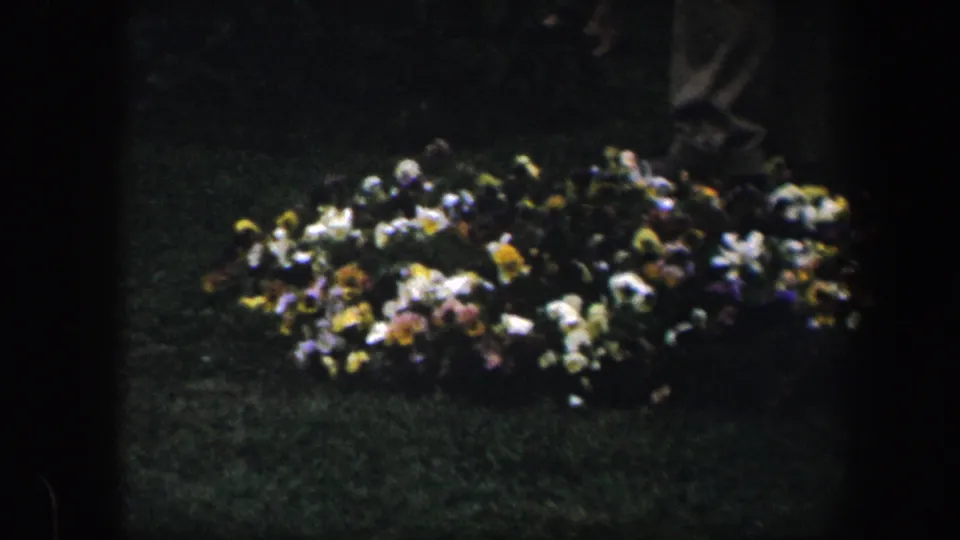 1960 8mm Baltimore garden frame with a clustered bed of pale, yellow, and purple flowers against dark grass.