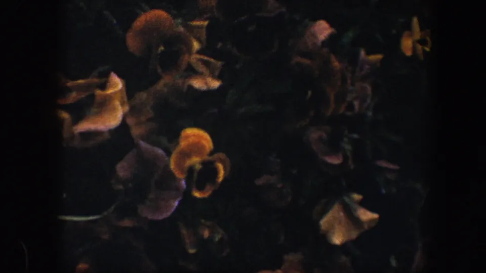 Close 1960 8mm Baltimore garden view of pansies, including yellow, purple, and pale blossoms in soft shadow.